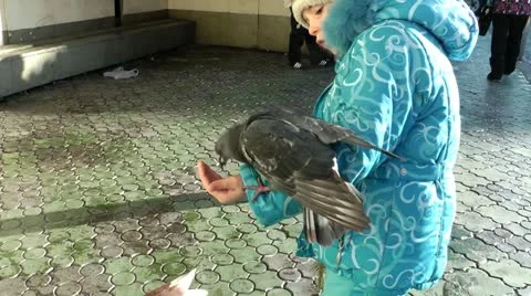 The pigeon eats from a hand of the girl. The girl is rather afraid of a pigeon Stock Footage
