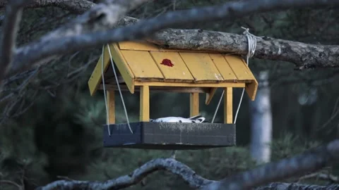 A pigeon eats in a hard wood feeder in the park. Pigeon in the feeder Stock Footage 172357366