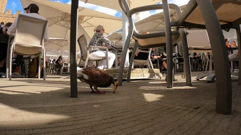 Pigeon eats leftovers fallen to the ground in a bar Stock Footage 161434033