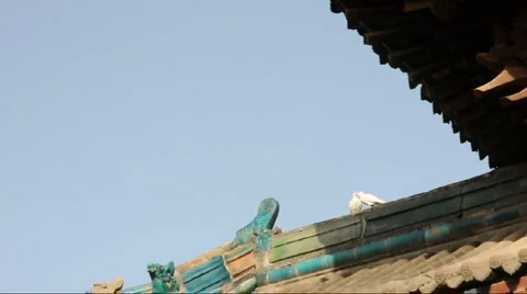 Pigeon on the eaves of temple china Stock Footage 886014