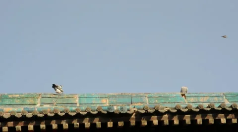 Pigeon on the eaves of temple china Stock Footage 886021