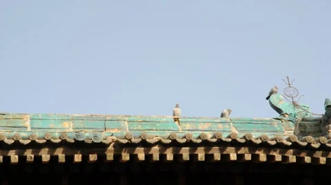 Pigeon on the eaves of temple china Stock Footage 886038