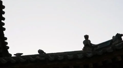 Pigeon on the eaves of temple china Stock Footage 906738