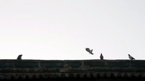 Pigeon on the eaves of temple china Stock Footage 906789