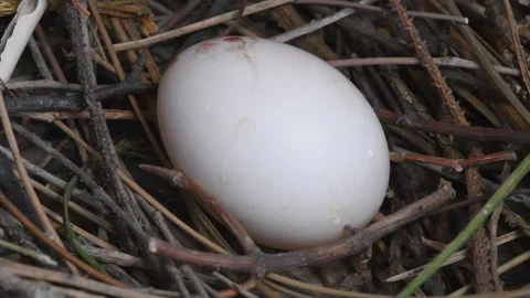 Pigeon egg - close up Stock Footage 135662975