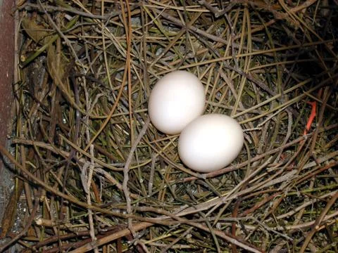 Pigeon eggs. Stock Photos