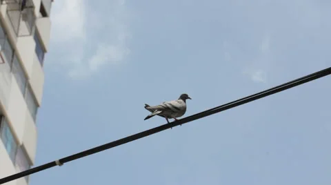 Pigeon on electric wire Stock Footage 45010240