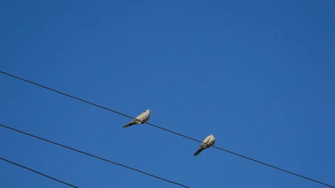 Pigeon on the electric wire Stock Footage 107712060