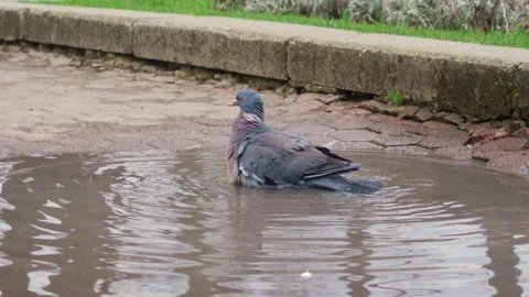 A pigeon energetically bathes in a puddle, splashing water and creating dynamic Stock Footage 335241921