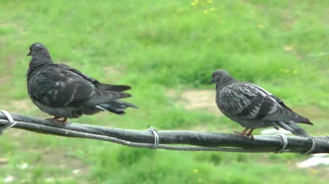 Pigeon everyday life Stockbeeldmateriaal 8559507