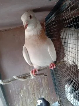 Pigeon Face infront of Camera Stock Photos