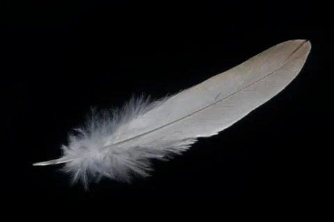 Pigeon feather on the black background Stock Photos