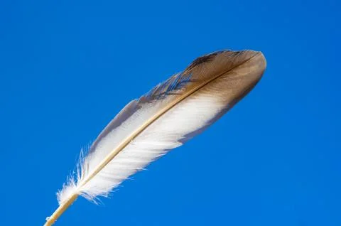 Pigeon feather Stock Photos