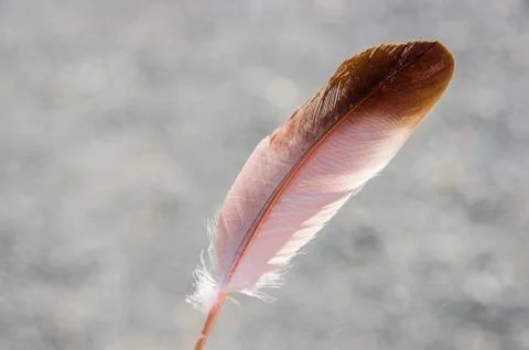 Pigeon feather Stock Photos