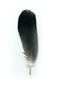 Pigeon feather Stock Photos