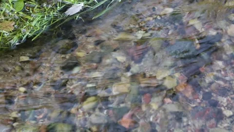 A pigeon feather in the stream Stock-Footage 160760547