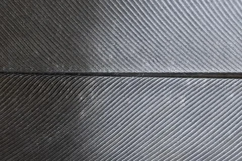 Pigeon feather texture in gray gradient tones, macro photography Foto stock