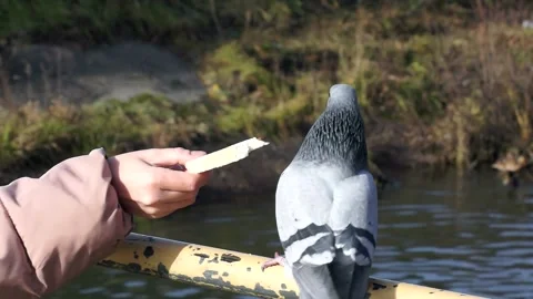 The pigeon is fed by hand with a piece of bread Stock Footage 240028424