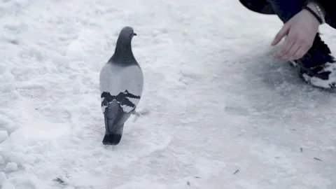 Pigeon fed by humans Stock Footage 166454275