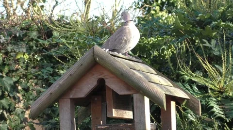 Pigeon on the feeder Stock Footage 47730544
