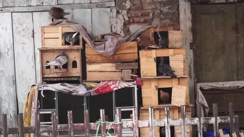 Pigeon feeder Stock Footage 103937611