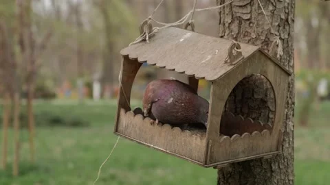 Pigeon in the feeder Stock Footage 180500191