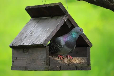 Pigeon in the feeder on the tree Photos