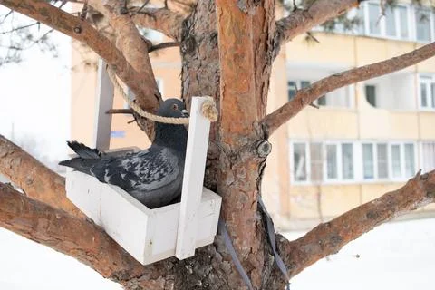 Pigeon in a feeder on a tree Stock Photos