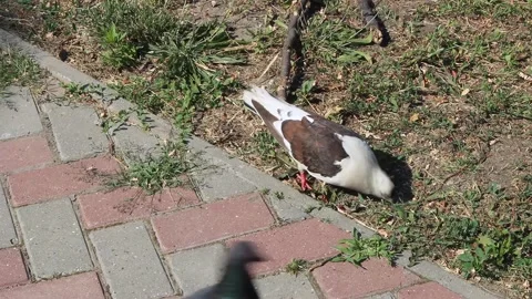 Pigeon Feeding on Ground in High-Resolution 4K Image Stock Footage 312074978