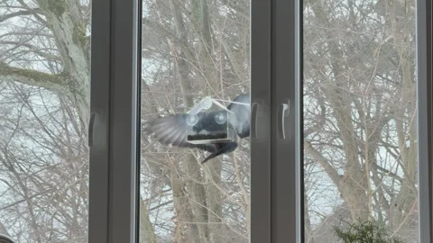 Pigeon Feeding On Window Feeder Vídeos de archivo 336469430