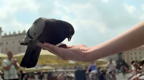 A pigeon feeding off a woman hand with seeds Stock Footage