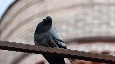 A pigeon on a fence Stock Footage 242278809