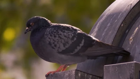 Pigeon FHD Stock Footage 107310463