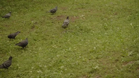 Pigeon on a field Stock Footage 279663096