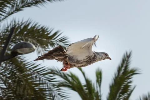 A pigeon flapping its wings Foto stock