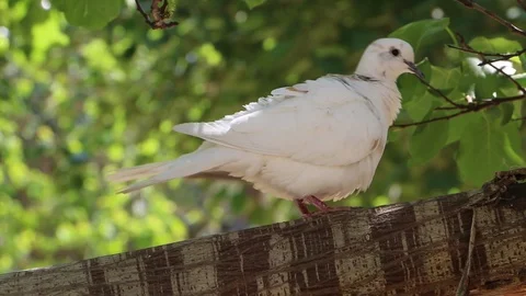 Pigeon Flew from a Tree's Branch Stock Footage 86627145