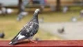 The pigeon flies away. Real time HD Footage