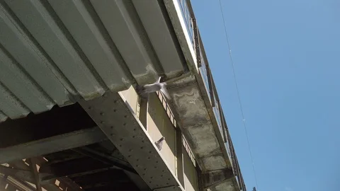 Pigeon flies off 動画素材 104722893