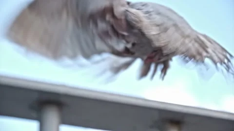 Pigeon flies high 動画素材 232876096