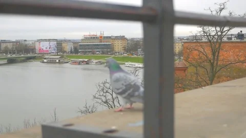 The pigeon flies over the river Stock Footage 85445004