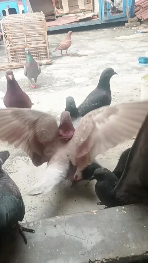 Pigeon in the flight Stock Footage 276854074