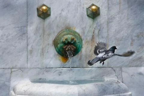 Pigeon in flight Stock Photos
