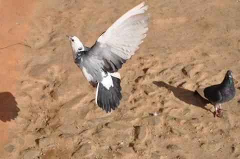 Pigeon in Flight Stock Photos