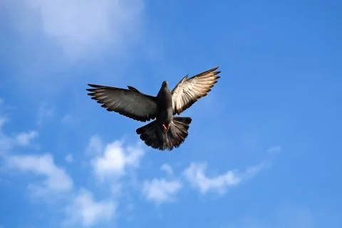 	The pigeon in flight  Stock Photos