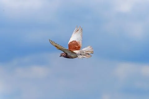 	The pigeon in flight Stock Photos