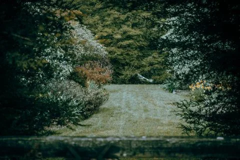 Pigeon in flight Photos