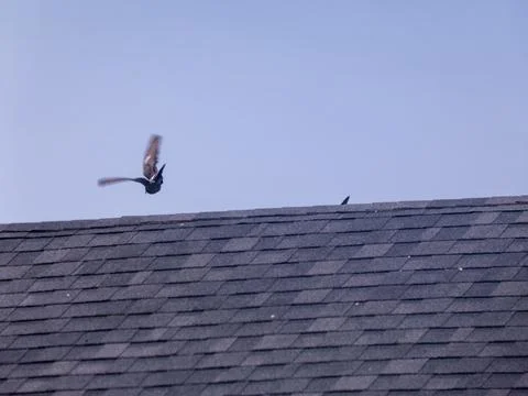A pigeon in flight Stock Photos