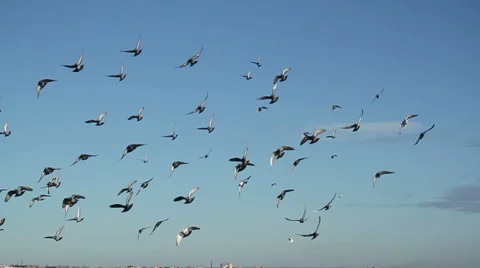 Pigeon flock fly Video stock 60359398