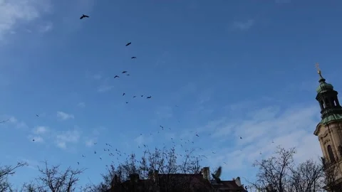 Pigeon flocks filling city sky above old church showing urban wildlife pressure Stock Footage 326194341