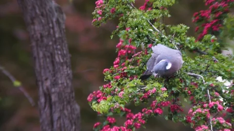 Pigeon on the flowered tree FHD Stock Footage 107263252